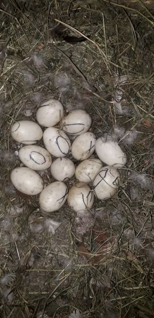 Si cuibul ei - 02 Cloște 2019