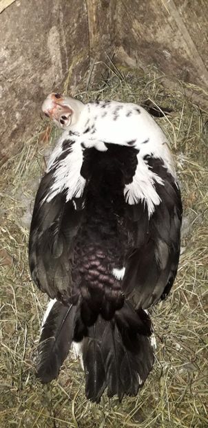 Prima pe 2019 - 02 Cloște 2019