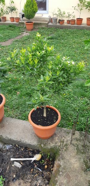 Citrus reticulata mandarin timpuriu - Plantele mele 2019
