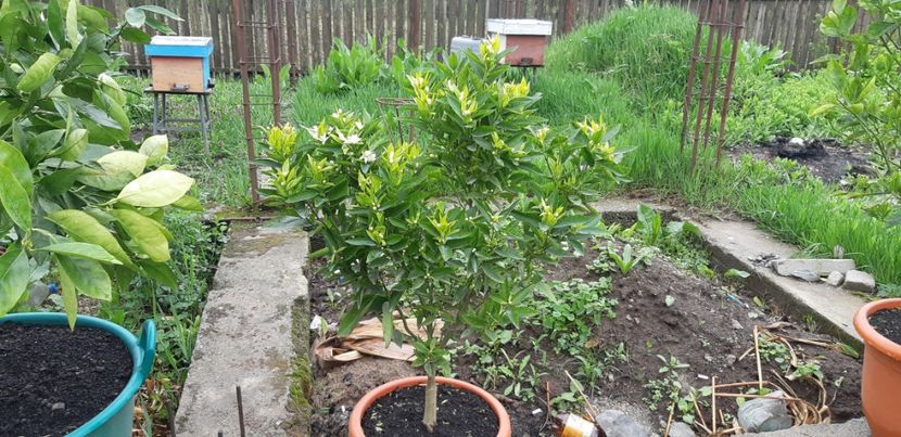 Citrus reticulata mandarin timpuriu - Plantele mele 2019