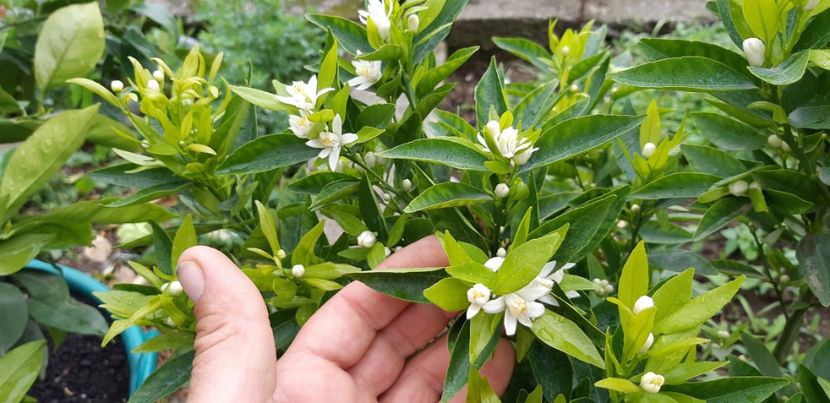 Citrus reticulata mandarin timpuriu - Plantele mele 2019