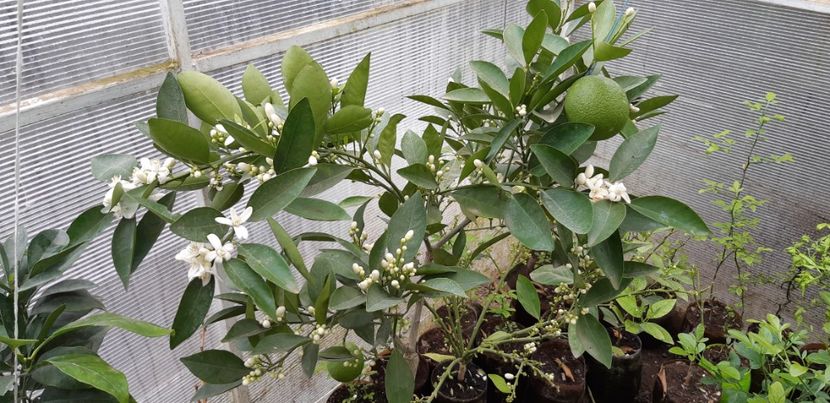 Citrus sinensis cara cara - Plantele mele 2019