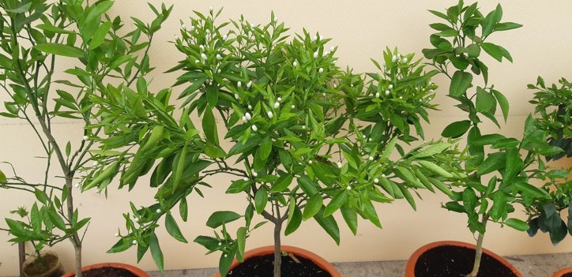 Citrus reticulata clementin rubin - Plantele mele 2019