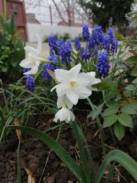 14.04 - gradina 2019