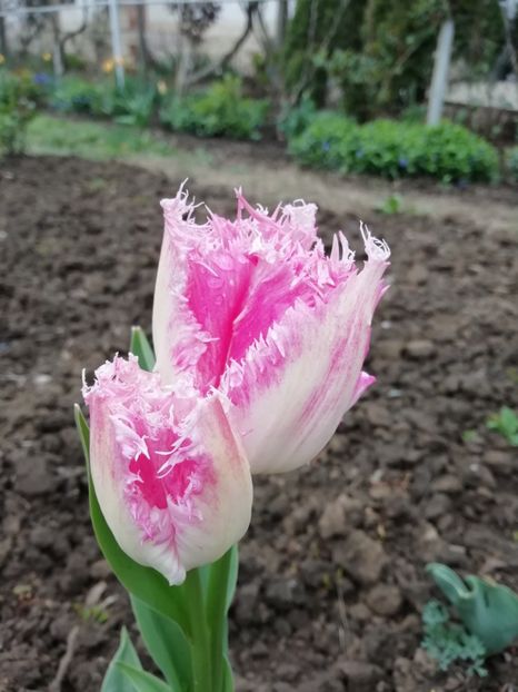 14.04 - gradina 2019