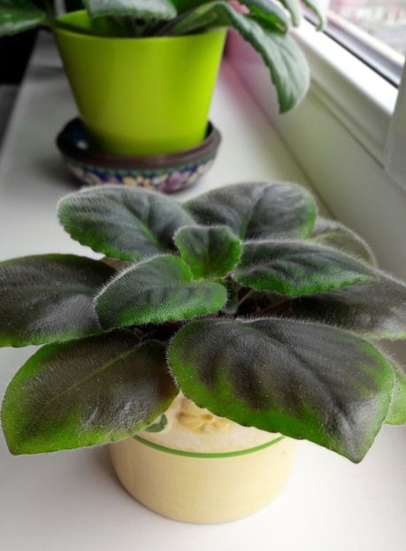  - Deo Julian - sport