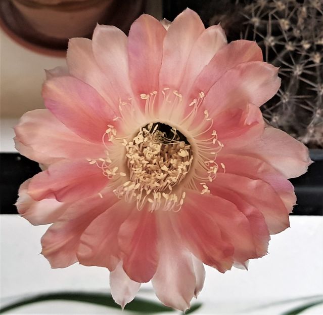  - Cactusi si suculente