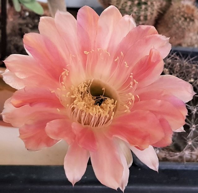  - Cactusi si suculente