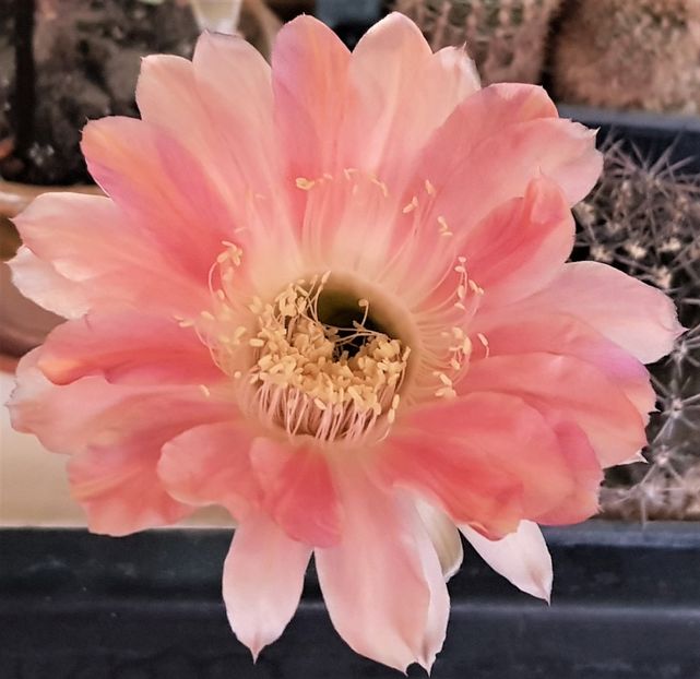  - Cactusi si suculente