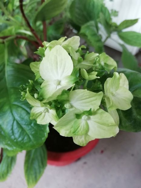 2018-14.04. Taube - Hortensii