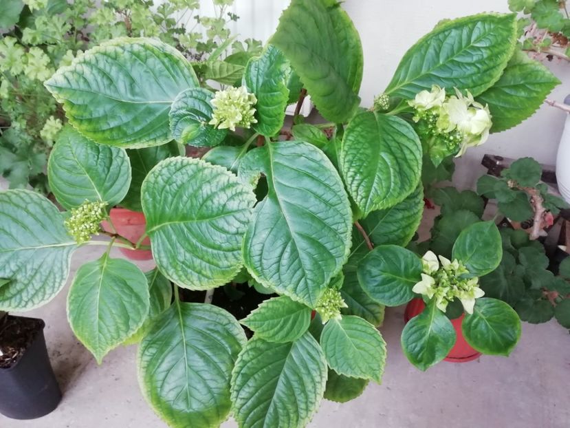 2019-14.04. Taube - Hortensii
