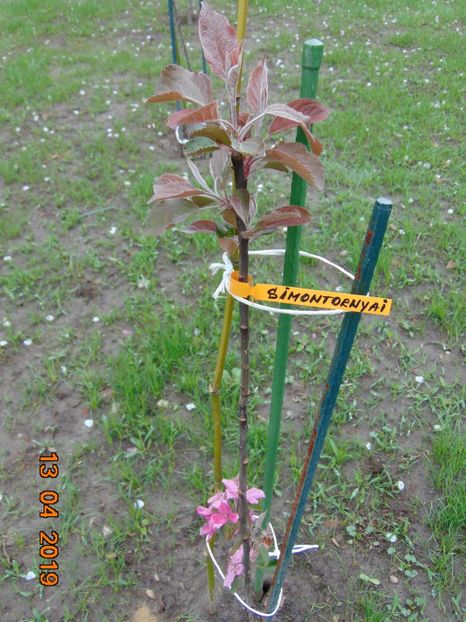 13 Aprilie 2019 - SIMONTORNYAI ---- pulpa rosie