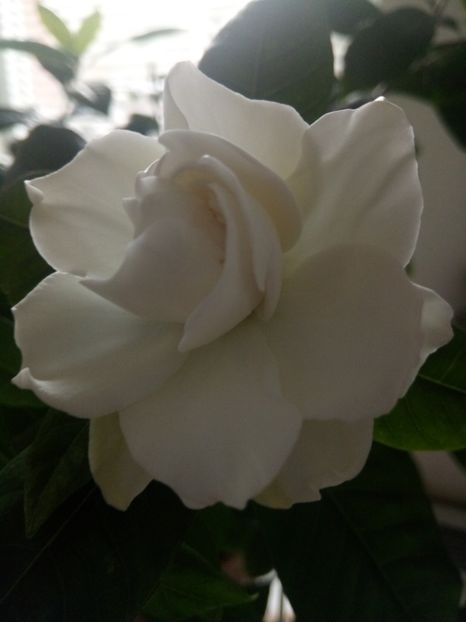 Gardenia Parfumata Reinflorita 03.04.2019 - GArdenia- Iasomie