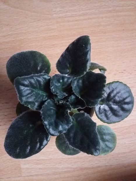 14.04 - Playful Dreamer