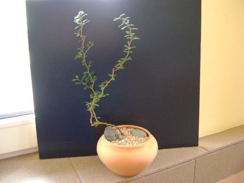 Sophora prostrata Little Baby - Bonsai si prebonsai 2018-2020