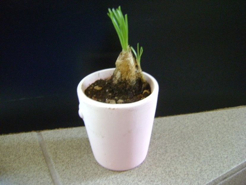 Albuca Augrabies Hills (Polyphylla) - Caudiciforme si bulbi 2019