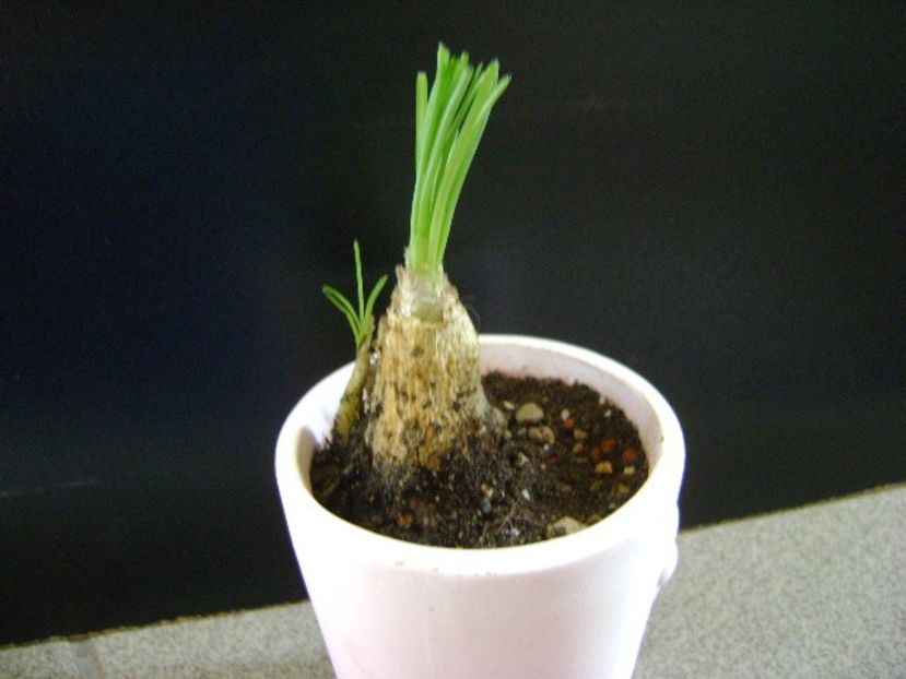 Albuca Augrabies Hills (Polyphylla) - Caudiciforme si bulbi 2019