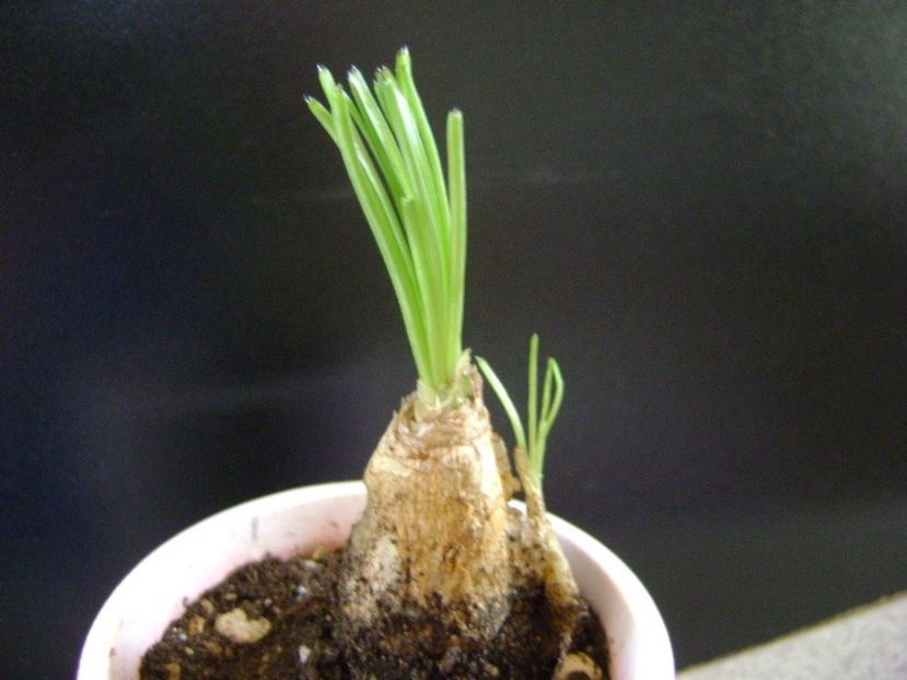 Albuca Augrabies Hills (Polyphylla) - Caudiciforme si bulbi 2019