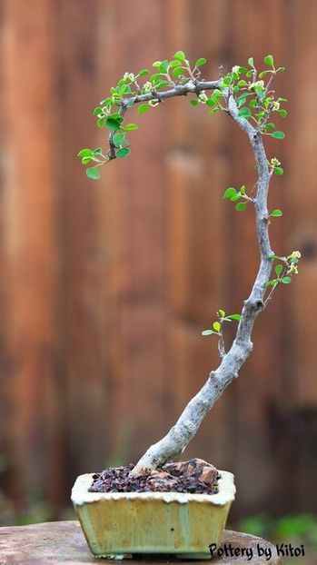 Kitoi: Euphorbia misera - Vase - aranjamente - accesorii
