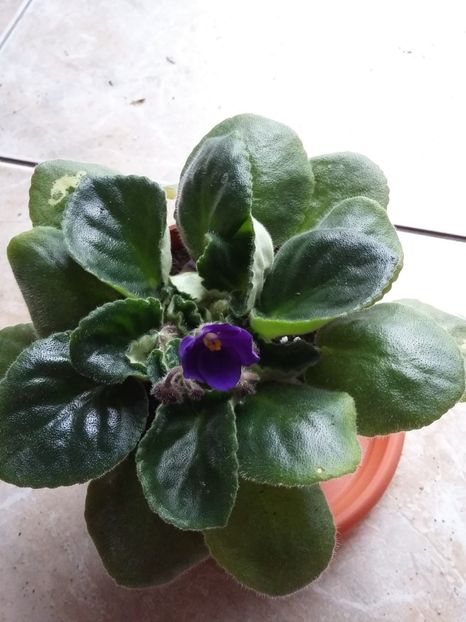  - Violete