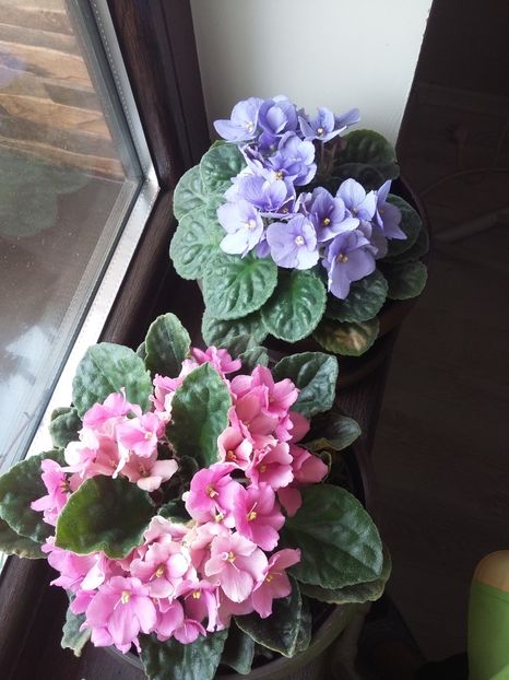  - Violete