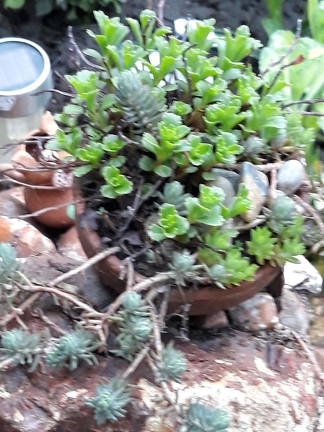  - Gradina mea 2019