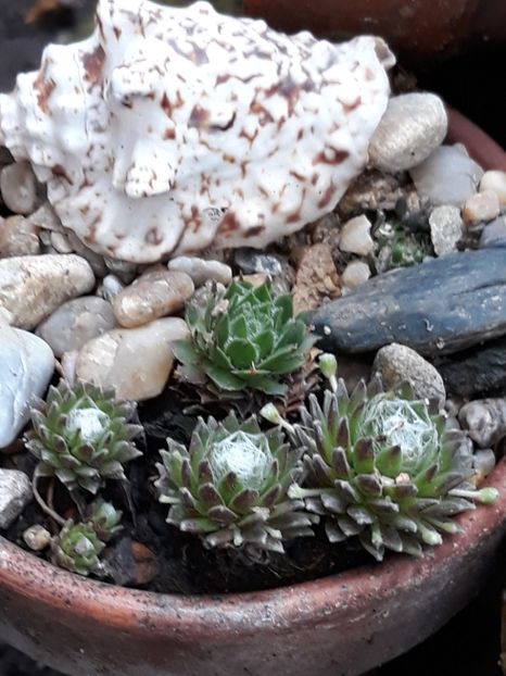  - Gradina mea 2019