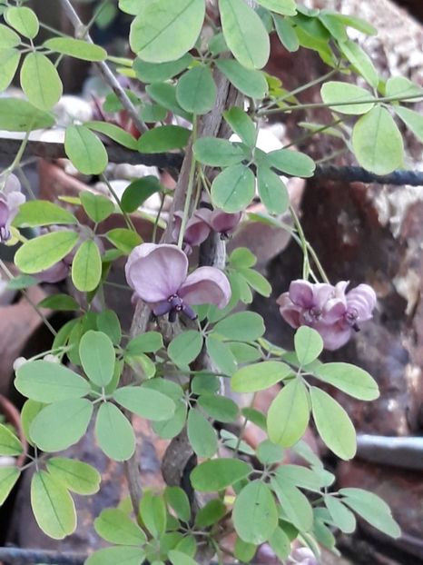  - Gradina mea 2019