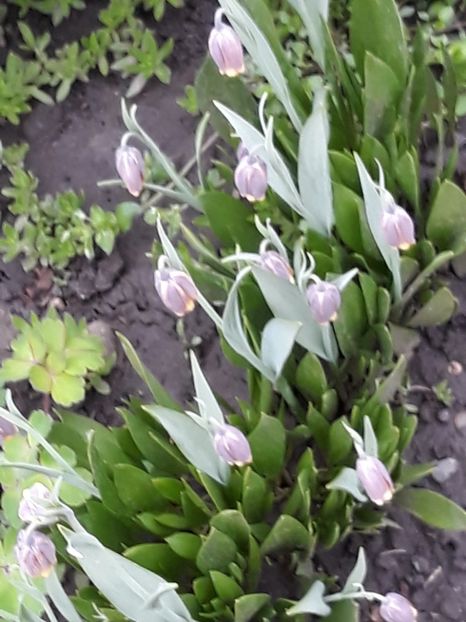  - Gradina mea 2019