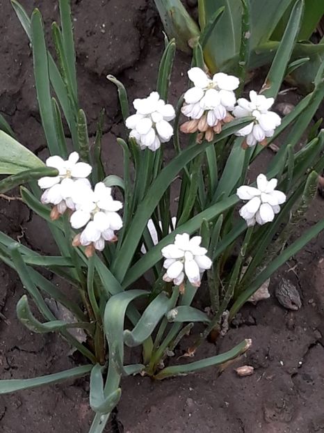  - Gradina mea 2019