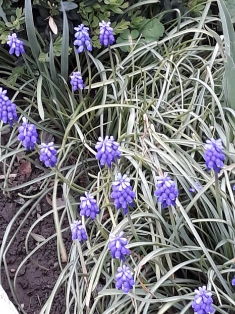  - Gradina mea 2019