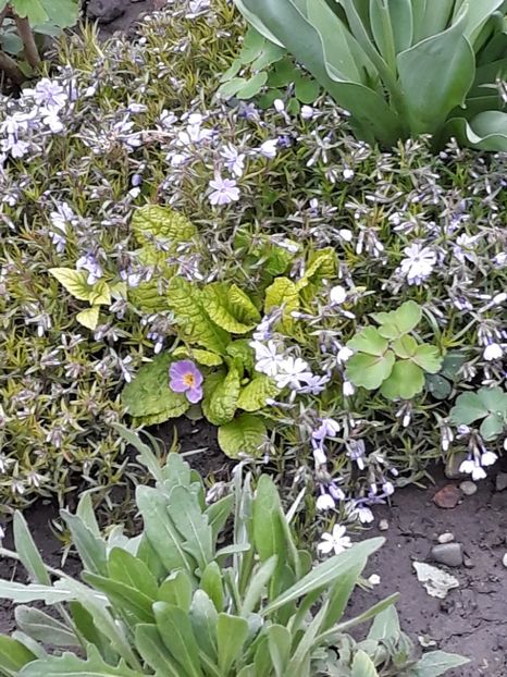  - Gradina mea 2019