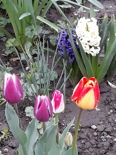  - Gradina mea 2019