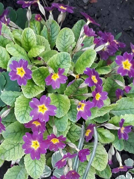  - Gradina mea 2019