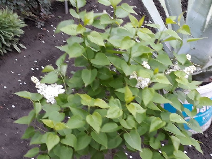  - Gradina mea 2019