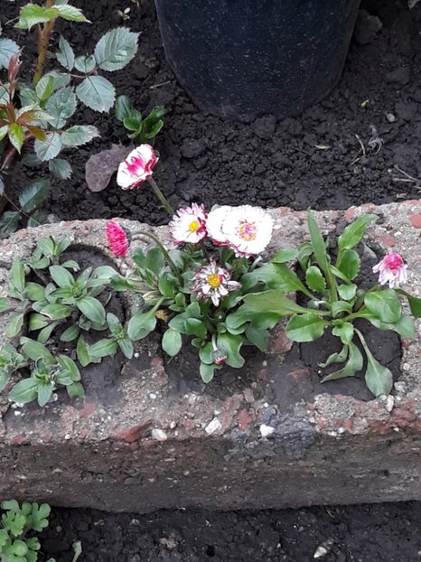  - Gradina mea 2019