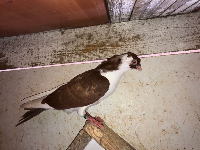 6801  mascul  2019 - Plecați ALBUM 2