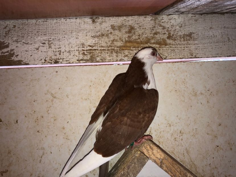 6802  femelă  2019 - Plecați ALBUM 2