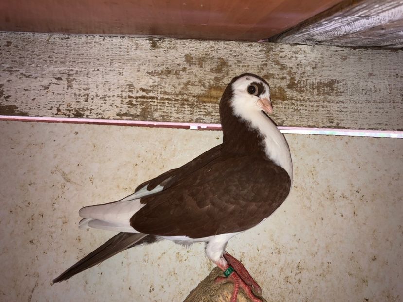 6823  mascul  2018 - Plecați ALBUM 2