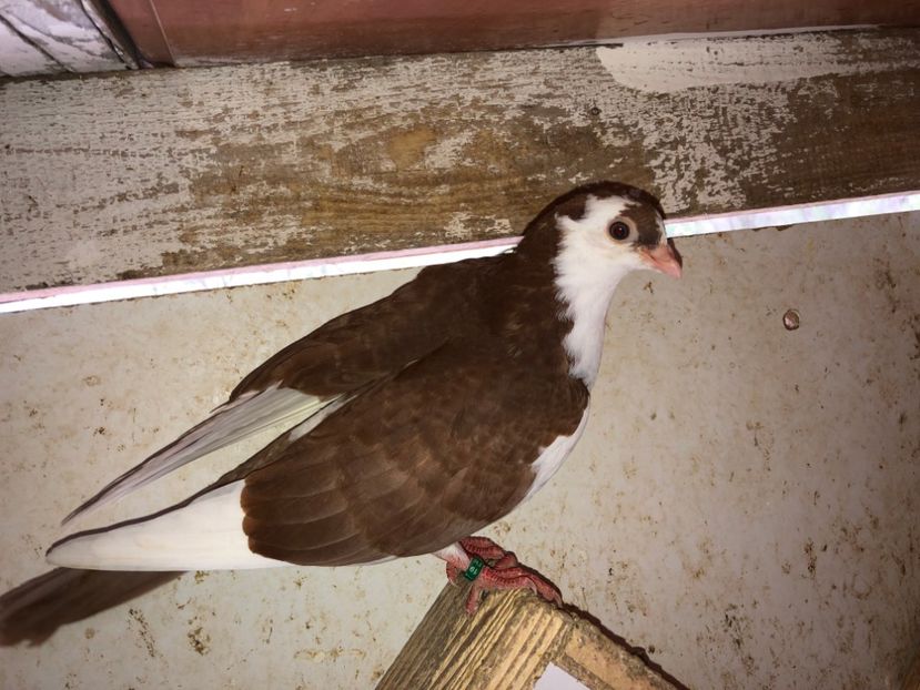 6824  femelă  2019 - Plecați ALBUM 2