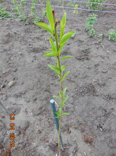 RUBINO Vasi - 13 Aprilie 2019 - piersic RUBINO Vasi ----- rosu