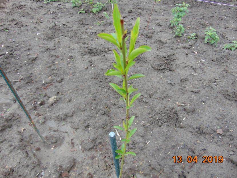  - piersic RUBINO Vasi ----- rosu