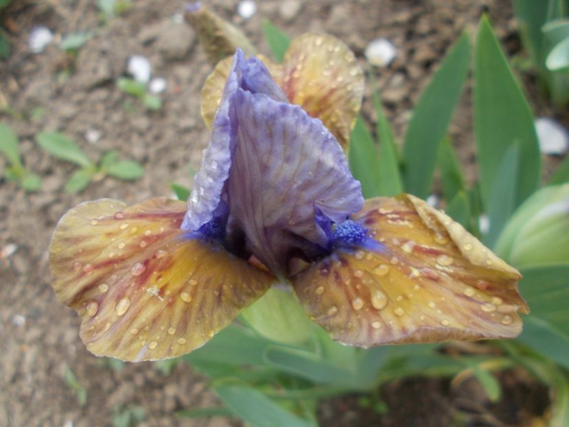  - Irisi -2019 Pumila si Barbata Nana