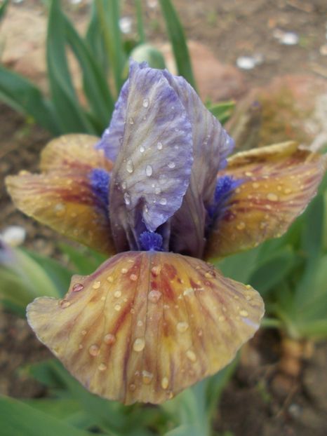  - Irisi -2019 Pumila si Barbata Nana