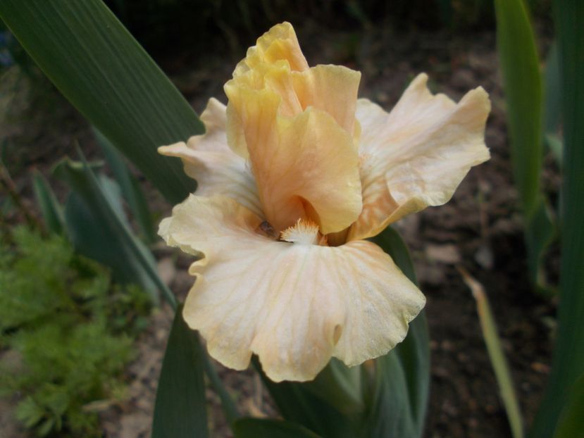  - Irisi -2019 Pumila si Barbata Nana