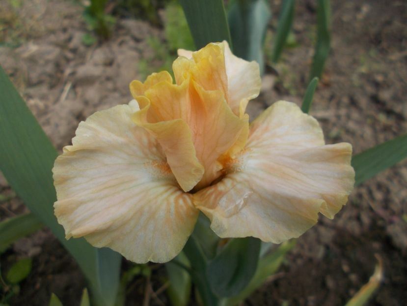  - Irisi -2019 Pumila si Barbata Nana