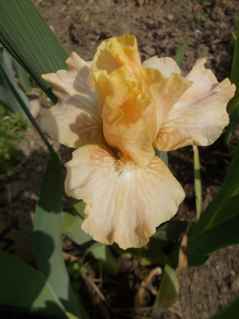  - Irisi -2019 Pumila si Barbata Nana