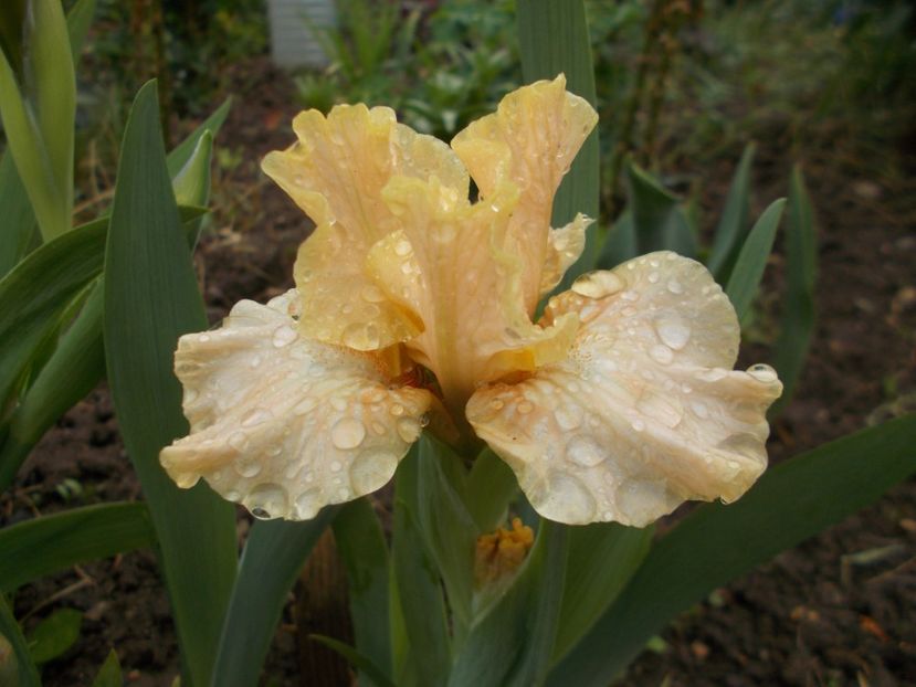  - Irisi -2019 Pumila si Barbata Nana