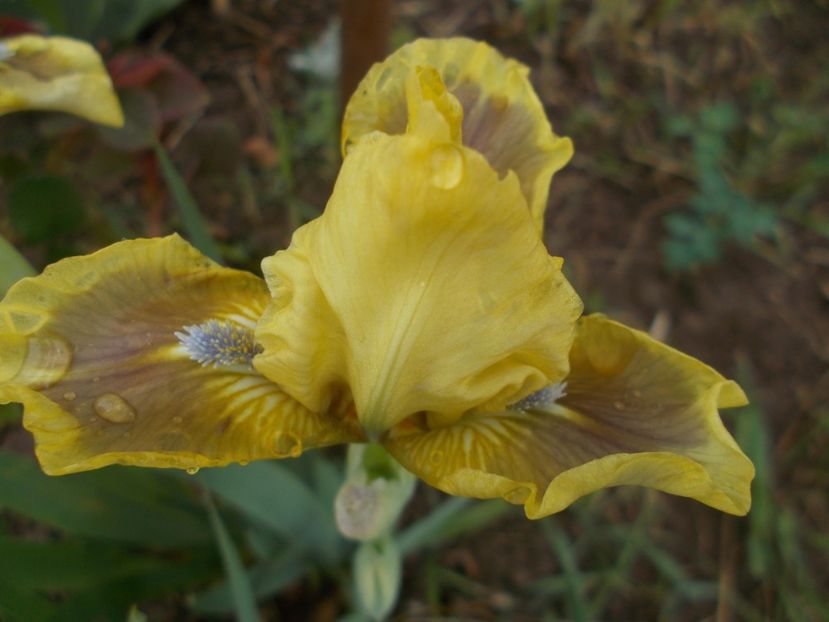  - Irisi -2019 Pumila si Barbata Nana