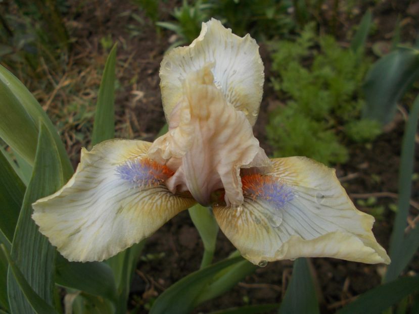  - Irisi -2019 Pumila si Barbata Nana